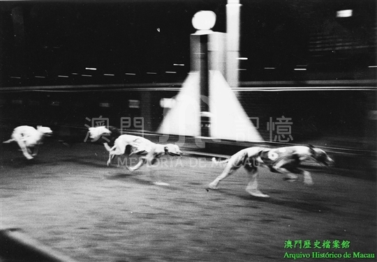 賽狗 澳門記憶
